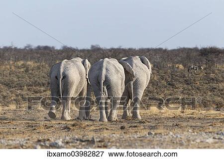 "African Elephants (Loxodonta Africana), three bulls, rear view, Etosha National Park, Namibia, Africa" View Large Photo Image Stock Photo - "African Elephants (Loxodonta Africana), three bulls, rear view, Etosha National Park, Namibia, Africa". Fotosearch