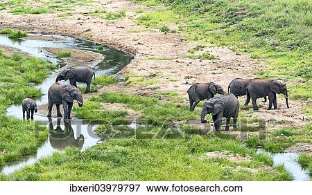 "African Elephants (Loxodonta africana), herd at river, Tarangire, Tanzania, Africa" View Large Photo Image Stock Photo - "African Elephants (Loxodonta africana), herd at river, Tarangire, Tanzania, Africa". Fotosearch