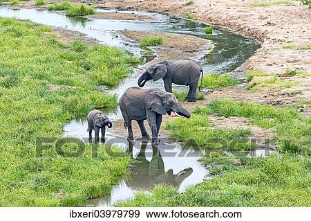 "African Elephants (Loxodonta africana), herd at river, Tarangire, Tanzania, Africa" View Large Photo Image Stock Photo - "African Elephants (Loxodonta africana), herd at river, Tarangire, Tanzania, Africa". Fotosearch