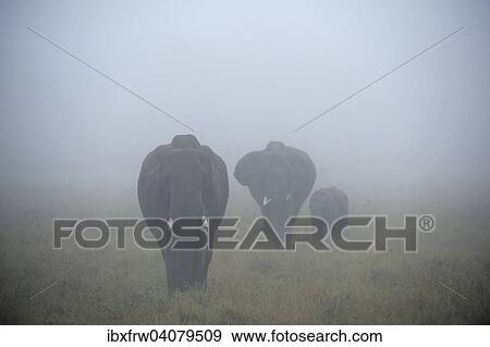 Stock Photo - "African Elephants (Loxodonta africana), elephant family with bull, cow and young, in the fog, Maasai Mara, Kenya, Africa". Fotosearch