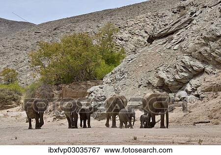"African elephants (Loxodonta africana), desert elephants standing in the dry riverbed of the Hoanib ephemeral seasonal river at a rocky gorge, Kaokoveld, Namibia, Africa" View Large Photo Image Stock Photo - "African elephants (Loxodonta africana), desert elephants standing in the dry riverbed of the Hoanib ephemeral seasonal river at a rocky gorge, Kaokoveld, Namibia, Africa". Fotosearch