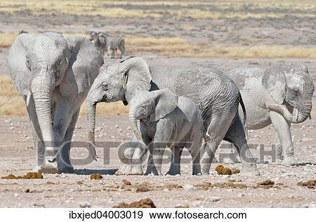 "African Elephants (Loxodonta africana), covered with mud, near Newbroni waterhole, Etosha National Park, Namibia, Africa" View Large Photo Image Stock Photo - "African Elephants (Loxodonta africana), covered with mud, near Newbroni waterhole, Etosha National Park, Namibia, Africa". Fotosearch