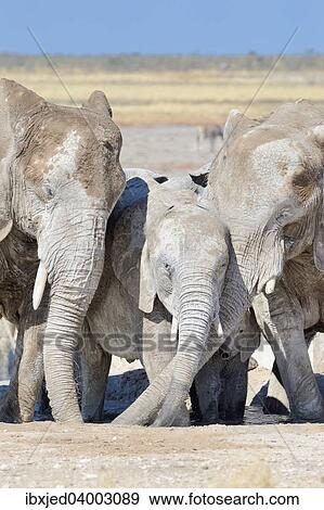 "African Elephants (Loxodonta africana), covered with dried mud, drinking at Newbroni waterhole, Etosha National Park, Namibia, Africa" View Large Photo Image Stock Photo - "African Elephants (Loxodonta africana), covered with dried mud, drinking at Newbroni waterhole, Etosha National Park, Namibia, Africa". Fotosearch
