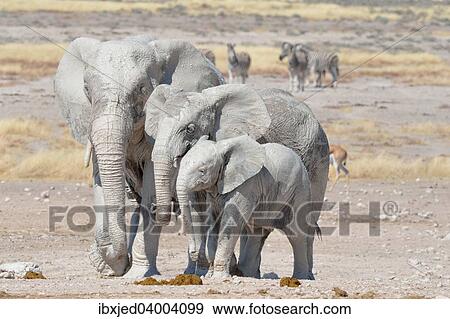 "African Elephants (Loxodonta africana), covered with mud, near Newbroni waterhole, Etosha National Park, Namibia, Africa" View Large Photo Image Stock Photo - "African Elephants (Loxodonta africana), covered with mud, near Newbroni waterhole, Etosha National Park, Namibia, Africa". Fotosearch