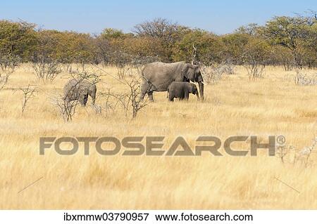 "African elephants (Loxodonta africana), Etosha National Park, Namibia, Africa" View Large Photo Image Stock Photo - "African elephants (Loxodonta africana), Etosha National Park, Namibia, Africa". Fotosearch