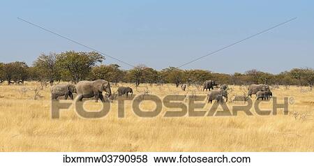 Stock Photo - "African elephants (Loxodonta africana), Etosha National Park, Namibia, Africa". Fotosearch