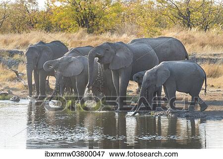 Stock Photo - "African Elephants (Loxodonta africana), herd drinking at the Nuamses waterhole, Etosha National Park, Namibia, Africa". Fotosearch
