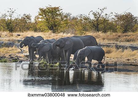 "African Elephants (Loxodonta africana), herd drinking at the Nuamses waterhole, Etosha National Park, Namibia, Africa" View Large Photo Image Stock Photo - "African Elephants (Loxodonta africana), herd drinking at the Nuamses waterhole, Etosha National Park, Namibia, Africa". Fotosearch