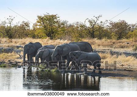 Stock Photo - "African Elephants (Loxodonta africana), herd drinking at the Nuamses waterhole, Etosha National Park, Namibia, Africa". Fotosearch