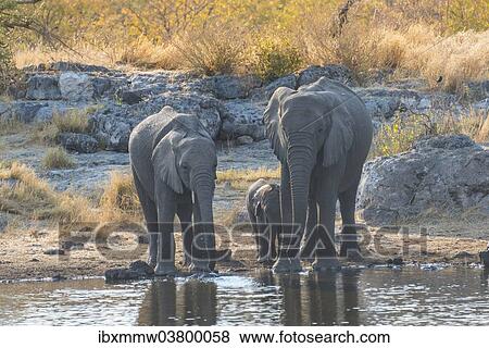 Stock Photo - "African Elephants (Loxodonta africana), adults with calf drinking at the Nuamses waterhole, Etosha National Park, Namibia, Africa". Fotosearch