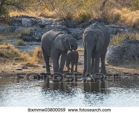 "African Elephants (Loxodonta africana), adults with calf drinking at the Nuamses waterhole, Etosha National Park, Namibia, Africa" View Large Photo Image Stock Photo - "African Elephants (Loxodonta africana), adults with calf drinking at the Nuamses waterhole, Etosha National Park, Namibia, Africa". Fotosearch
