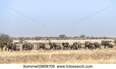 Stock Photo - "African Elephants (Loxodonta africana), herd moving through the dry grass, Etosha National Park, Namibia, Africa". Fotosearch