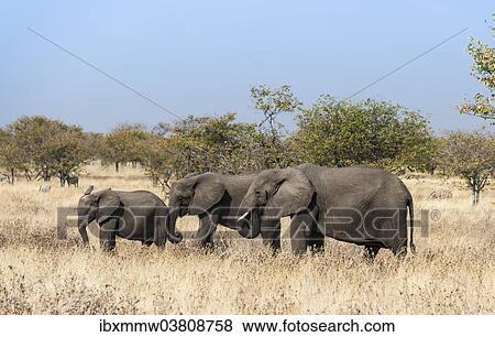 "African Elephants (Loxodonta africana), group with young moving through the dry grass, Etosha National Park, Namibia, Africa" View Large Photo Image Stock Photo - "African Elephants (Loxodonta africana), group with young moving through the dry grass, Etosha National Park, Namibia, Africa". Fotosearch
