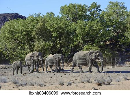 "African elephants (Loxodonta africana), desert elephants, Damaraland, Kunene Region, Namibia, Africa" View Large Photo Image Stock Photo - "African elephants (Loxodonta africana), desert elephants, Damaraland, Kunene Region, Namibia, Africa". Fotosearch