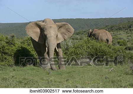 "African Elephants (Loxodonta africana), Addo Elephant National Park, Eastern Cape, South Africa, Africa" View Large Photo Image Stock Photo - "African Elephants (Loxodonta africana), Addo Elephant National Park, Eastern Cape, South Africa, Africa". Fotosearch