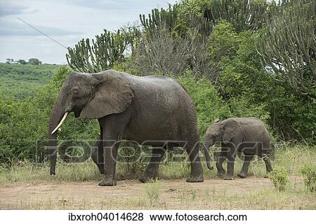 Stock Photo - "African Elephants (Loxodonta africana), female with calf, Queen Elizabeth National Park, Uganda, Africa". Fotosearch