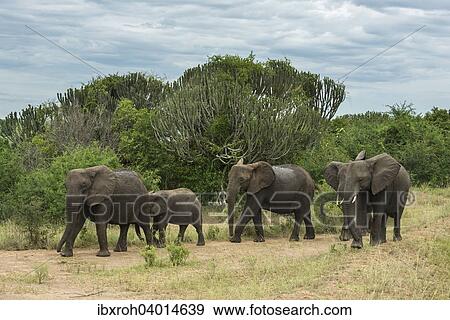 "African Elephants (Loxodonta africana), herd, Queen Elizabeth National Park, Uganda, Africa" View Large Photo Image Stock Photo - "African Elephants (Loxodonta africana), herd, Queen Elizabeth National Park, Uganda, Africa". Fotosearch