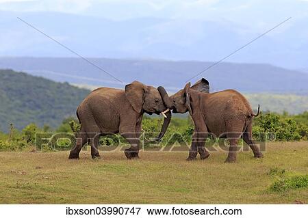 "African Elephants (Loxodonta africana), adult males fighting, social behavior, Addo Elephant National Park, Eastern Cape, South Africa, Africa" View Large Photo Image Stock Photo - "African Elephants (Loxodonta africana), adult males fighting, social behavior, Addo Elephant National Park, Eastern Cape, South Africa, Africa". Fotosearch