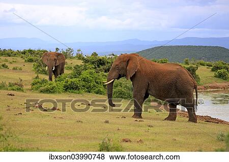 "African Elephants (Loxodonta africana), two adult males posturing, Addo Elephant National Park, Eastern Cape, South Africa, Africa" View Large Photo Image Stock Photo - "African Elephants (Loxodonta africana), two adult males posturing, Addo Elephant National Park, Eastern Cape, South Africa, Africa". Fotosearch