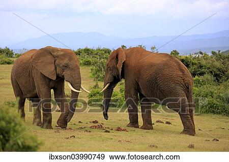 "African Elephants (Loxodonta africana), two adult males posturing, Addo Elephant National Park, Eastern Cape, South Africa, Africa" View Large Photo Image Stock Photo - "African Elephants (Loxodonta africana), two adult males posturing, Addo Elephant National Park, Eastern Cape, South Africa, Africa". Fotosearch