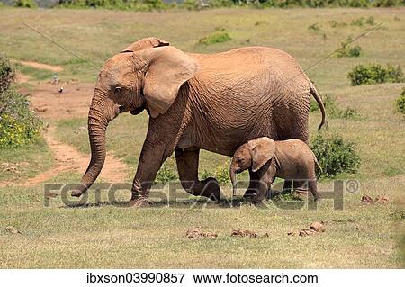 "African Elephants (Loxodonta africana), adult female with young, Addo Elephant National Park, Eastern Cape, South Africa, Africa" View Large Photo Image Stock Photo - "African Elephants (Loxodonta africana), adult female with young, Addo Elephant National Park, Eastern Cape, South Africa, Africa". Fotosearch