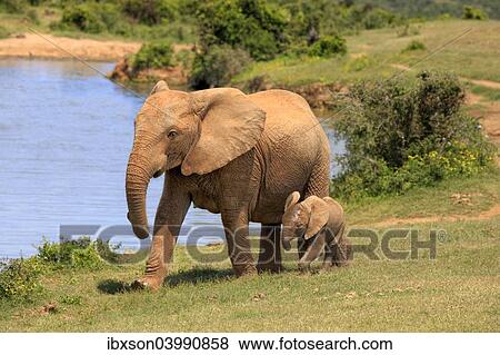 "African Elephants (Loxodonta africana), adult female with young by the water, Addo Elephant National Park, Eastern Cape, South Africa, Africa" View Large Photo Image Stock Photo - "African Elephants (Loxodonta africana), adult female with young by the water, Addo Elephant National Park, Eastern Cape, South Africa, Africa". Fotosearch