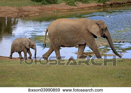 Stock Photo - "African Elephants (Loxodonta africana), adult female with young by the water, Addo Elephant National Park, Eastern Cape, South Africa, Africa". Fotosearch