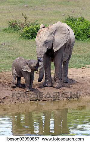 "African Elephants (Loxodonta africana), adult female with young by the water, drinking, Addo Elephant National Park, Eastern Cape, South Africa, Africa" View Large Photo Image Stock Photo - "African Elephants (Loxodonta africana), adult female with young by the water, drinking, Addo Elephant National Park, Eastern Cape, South Africa, Africa". Fotosearch