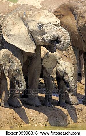 "African Elephants (Loxodonta africana), group with young animals, drinking, Addo Elephant National Park, Eastern Cape, South Africa, Africa" View Large Photo Image Stock Photo - "African Elephants (Loxodonta africana), group with young animals, drinking, Addo Elephant National Park, Eastern Cape, South Africa, Africa". Fotosearch