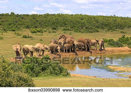 "African Elephants (Loxodonta africana), herd at waterhole, Addo Elephant National Park, Eastern Cape, South Africa, Africa" View Large Photo Image Stock Photo - "African Elephants (Loxodonta africana), herd at waterhole, Addo Elephant National Park, Eastern Cape, South Africa, Africa". Fotosearch