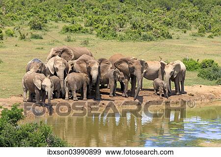 "African Elephants (Loxodonta africana), herd at waterhole, Addo Elephant National Park, Eastern Cape, South Africa, Africa" View Large Photo Image Stock Photo - "African Elephants (Loxodonta africana), herd at waterhole, Addo Elephant National Park, Eastern Cape, South Africa, Africa". Fotosearch