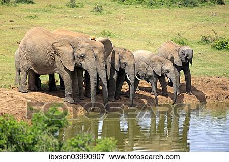 "African Elephants (Loxodonta africana), herd at waterhole, Addo Elephant National Park, Eastern Cape, South Africa, Africa" View Large Photo Image Stock Photo - "African Elephants (Loxodonta africana), herd at waterhole, Addo Elephant National Park, Eastern Cape, South Africa, Africa". Fotosearch