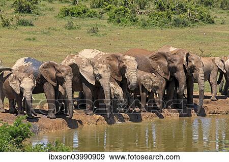 "African Elephants (Loxodonta africana), herd at waterhole, Addo Elephant National Park, Eastern Cape, South Africa, Africa" View Large Photo Image Stock Photo - "African Elephants (Loxodonta africana), herd at waterhole, Addo Elephant National Park, Eastern Cape, South Africa, Africa". Fotosearch