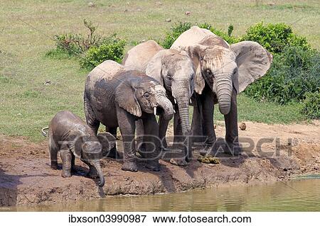 "African Elephants (Loxodonta africana), herd with young at the waterhole, Addo Elephant National Park, Eastern Cape, South Africa, Africa" View Large Photo Image Stock Photo - "African Elephants (Loxodonta africana), herd with young at the waterhole, Addo Elephant National Park, Eastern Cape, South Africa, Africa". Fotosearch
