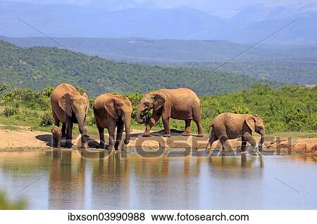 "African Elephants (Loxodonta africana), herd with young at the waterhole, Addo Elephant National Park, Eastern Cape, South Africa, Africa" View Large Photo Image Stock Photo - "African Elephants (Loxodonta africana), herd with young at the waterhole, Addo Elephant National Park, Eastern Cape, South Africa, Africa". Fotosearch