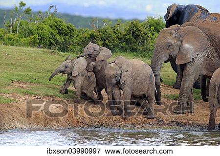 "African Elephants (Loxodonta africana), herd with young animals at the waterhole, Addo Elephant National Park, Eastern Cape, South Africa, Africa" View Large Photo Image Stock Photo - "African Elephants (Loxodonta africana), herd with young animals at the waterhole, Addo Elephant National Park, Eastern Cape, South Africa, Africa". Fotosearch