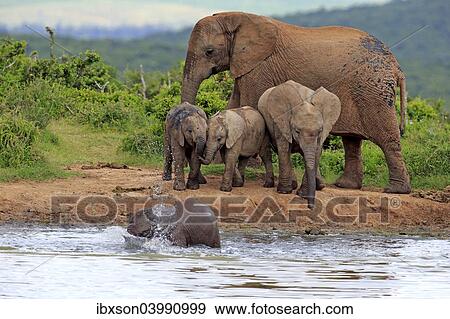 "African Elephants (Loxodonta africana), female with young animals at the waterhole, Addo Elephant National Park, Eastern Cape, South Africa, Africa" View Large Photo Image Stock Photo - "African Elephants (Loxodonta africana), female with young animals at the waterhole, Addo Elephant National Park, Eastern Cape, South Africa, Africa". Fotosearch