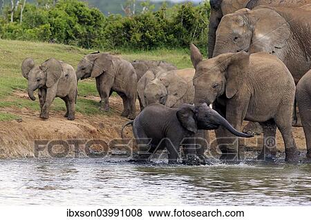 "African Elephants (Loxodonta africana), herd with young at a waterhole, Addo Elephant National Park, Eastern Cape, South Africa, Africa" View Large Photo Image Stock Photo - "African Elephants (Loxodonta africana), herd with young at a waterhole, Addo Elephant National Park, Eastern Cape, South Africa, Africa". Fotosearch