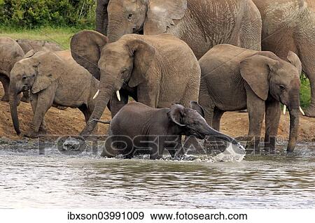"African Elephants (Loxodonta africana), herd with young at a waterhole, Addo Elephant National Park, Eastern Cape, South Africa, Africa" View Large Photo Image Stock Photo - "African Elephants (Loxodonta africana), herd with young at a waterhole, Addo Elephant National Park, Eastern Cape, South Africa, Africa". Fotosearch