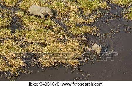 "African Elephants (Loxodonta africana), two cows with calf in a freshwater marsh, aerial view, Okavango Delta, Botswana, Africa" View Large Photo Image Stock Photo - "African Elephants (Loxodonta africana), two cows with calf in a freshwater marsh, aerial view, Okavango Delta, Botswana, Africa". Fotosearch