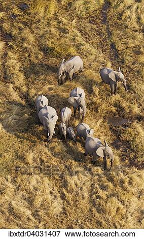 Stock Photo - "African Elephants (Loxodonta africana), breeding herd, roaming in a freshwater marsh, aerial view, Okavango Delta, Botswana, Africa". Fotosearch