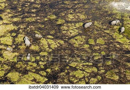 Stock Photo - "African Elephants (Loxodonta africana), breeding herd, feeding and drinking in a freshwater marsh, aerial view, Okavango Delta, Botswana, Africa". Fotosearch