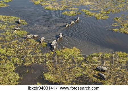 Stock Photo - "African Elephants (Loxodonta africana), breeding herd crossing a stream, aerial view, Okavango Delta, Botswana, Africa". Fotosearch