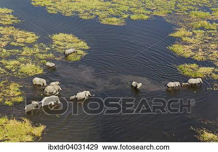 "African Elephants (Loxodonta africana), breeding herd crossing a stream, aerial view, Okavango Delta, Botswana, Africa" View Large Photo Image Stock Photo - "African Elephants (Loxodonta africana), breeding herd crossing a stream, aerial view, Okavango Delta, Botswana, Africa". Fotosearch