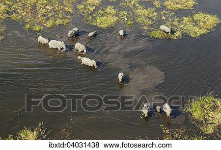 Stock Photo - "African Elephants (Loxodonta africana), breeding herd crossing a stream, aerial view, Okavango Delta, Botswana, Africa". Fotosearch