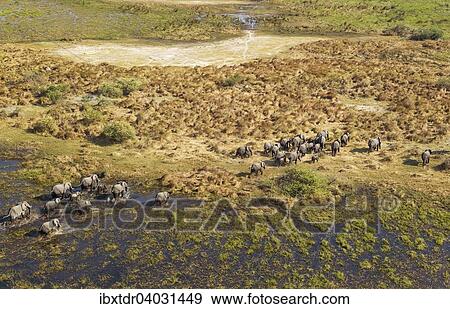 Stock Photo - "African Elephants (Loxodonta africana), breeding herd, roaming in a freshwater marsh, aerial view, Okavango Delta, Botswana, Africa". Fotosearch