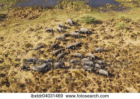 Stock Photo - "African Elephants (Loxodonta africana), breeding herd, roaming, aerial view, Okavango Delta, Botswana, Africa". Fotosearch
