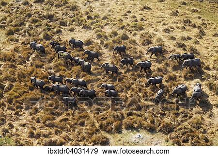 Stock Photo - "African Elephants (Loxodonta africana), breeding herd, roaming, aerial view, Okavango Delta, Botswana, Africa". Fotosearch