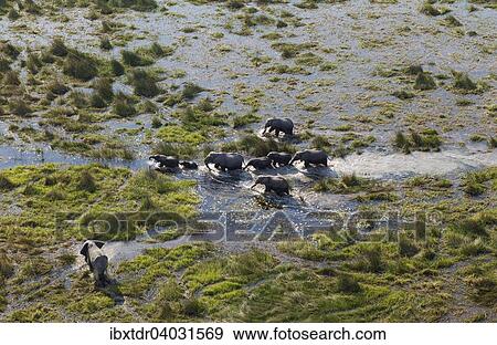 Stock Photo - "African Elephants (Loxodonta africana), breeding herd, roaming in a freshwater marsh, aerial view, Okavango Delta, Botswana, Africa". Fotosearch