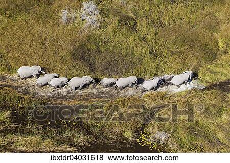 "African Elephants (Loxodonta africana), breeding herd, roaming in a freshwater marsh, aerial view, Okavango Delta, Botswana, Africa" View Large Photo Image Stock Photo - "African Elephants (Loxodonta africana), breeding herd, roaming in a freshwater marsh, aerial view, Okavango Delta, Botswana, Africa". Fotosearch